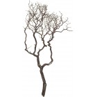 Manzanita, sandgestrahlt, verzweigt, 90-100 cm